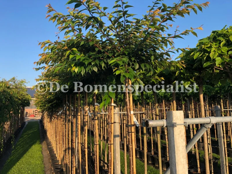 Prunus Serrulata Kanzan Geënt (Japanse Sierkers)-5
