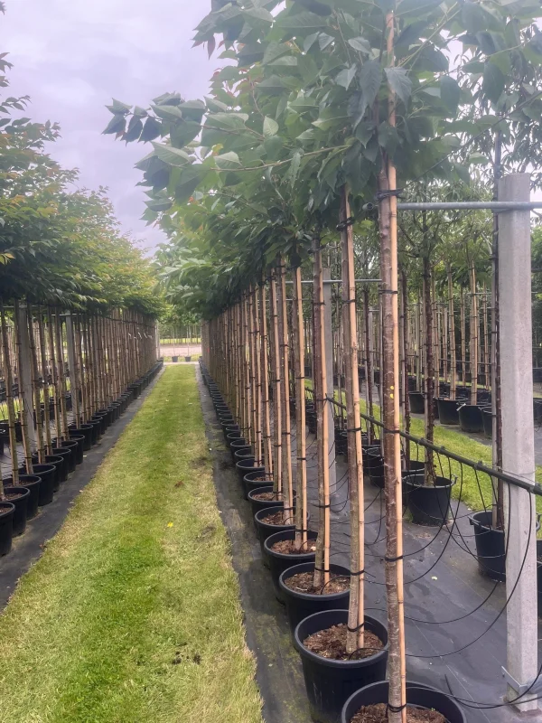 Prunus Serrulata Kanzan Geënt (Japanse Sierkers)-6