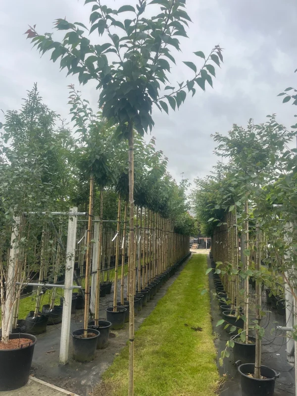 Prunus Serrulata Kanzan Geënt (Japanse Sierkers)-7