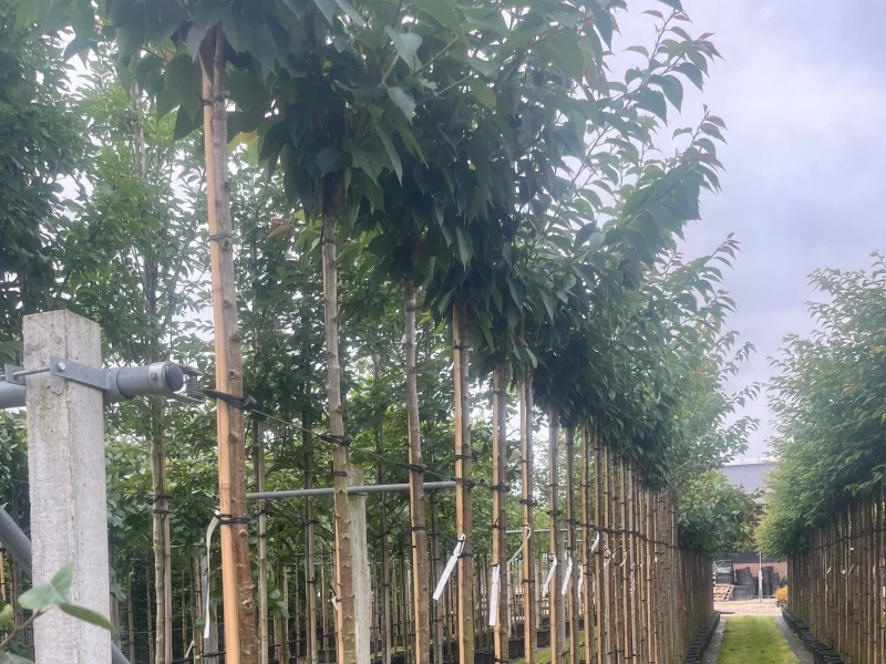 Prunus Serrulata Kanzan Geënt (Japanse Sierkers)-8