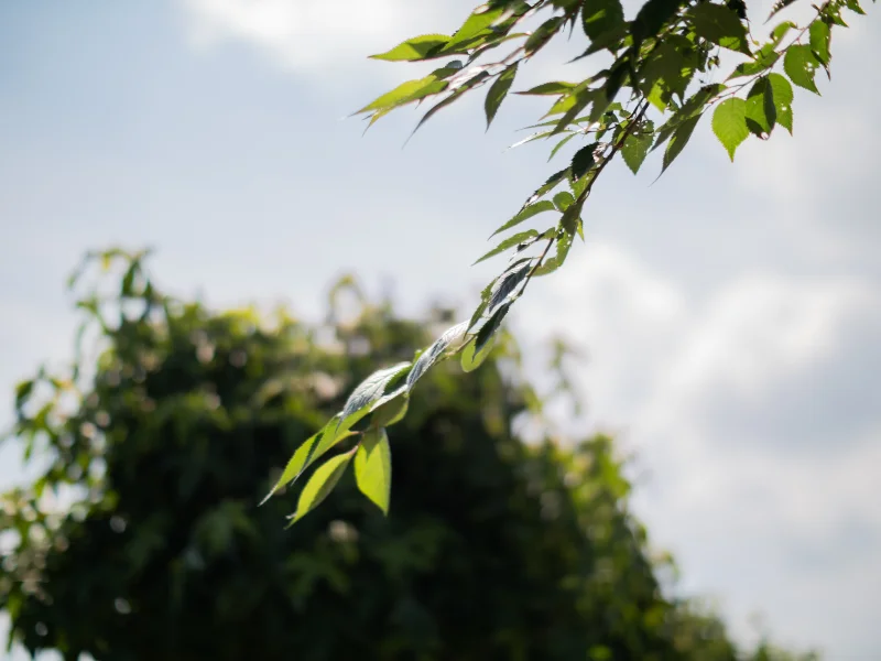 Prunus Serrulata Kanzan Geënt (Japanse Sierkers)-13