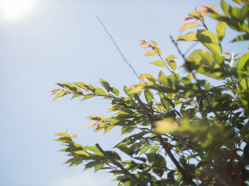 Prunus Serrulata Kanzan Geënt (Japanse Sierkers)-14