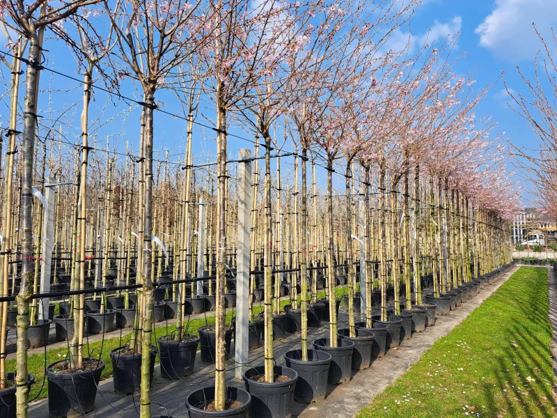 Prunus Subhirtella Autumnalis Rosea Geënt (Japanse Sierkers)