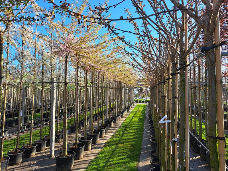 Prunus Subhirtella Autumnalis Rosea Geënt (Japanse Sierkers)-3