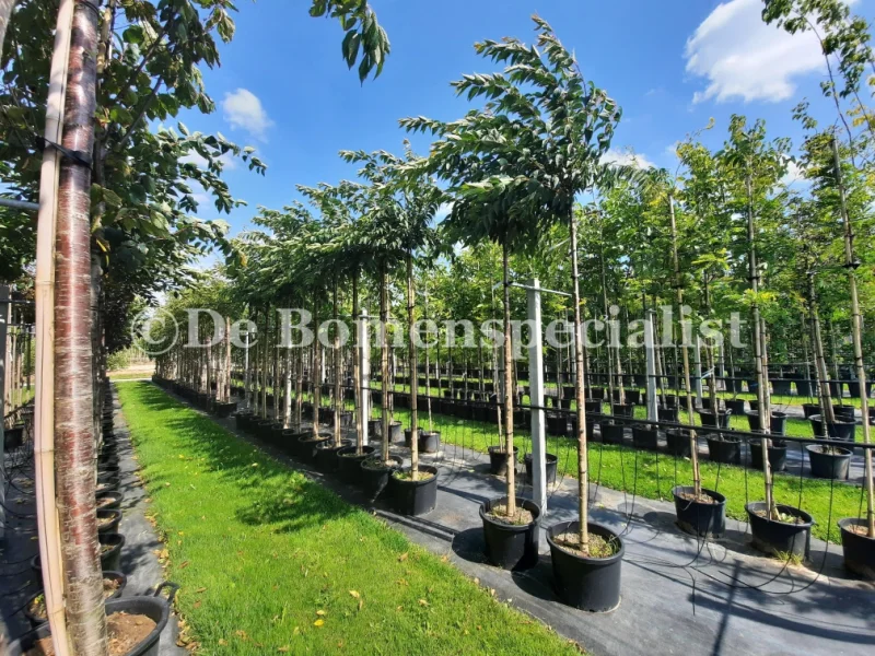 Prunus Subhirtella Autumnalis Geënt (Japanse Sierkers)-4