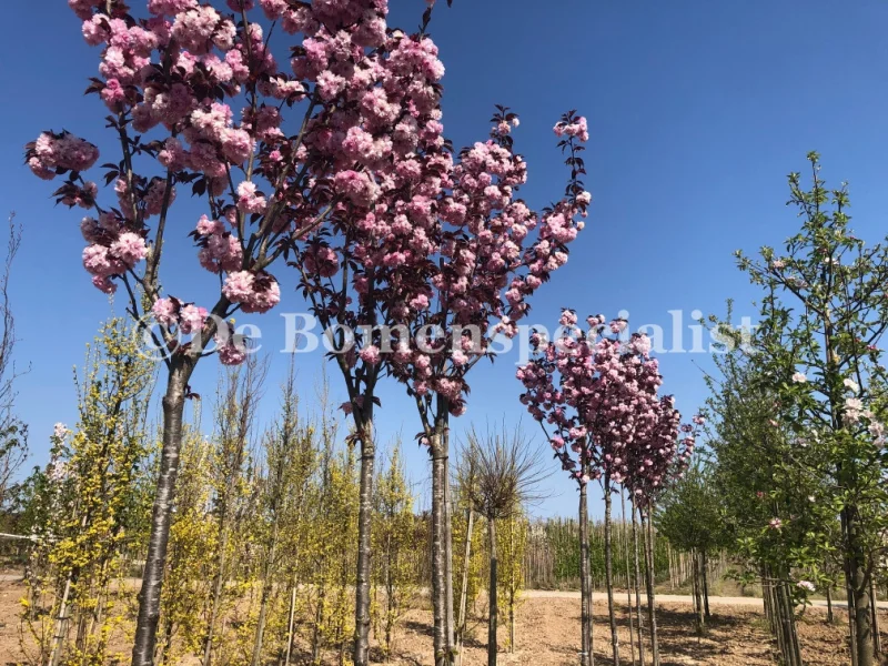 Prunus serrulata Royal Burgundy (Japanse Sierkers)