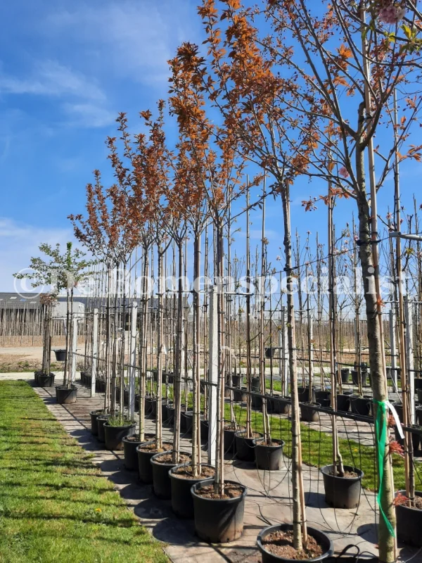 Prunus serrulata Royal Burgundy (Japanse Sierkers)-2