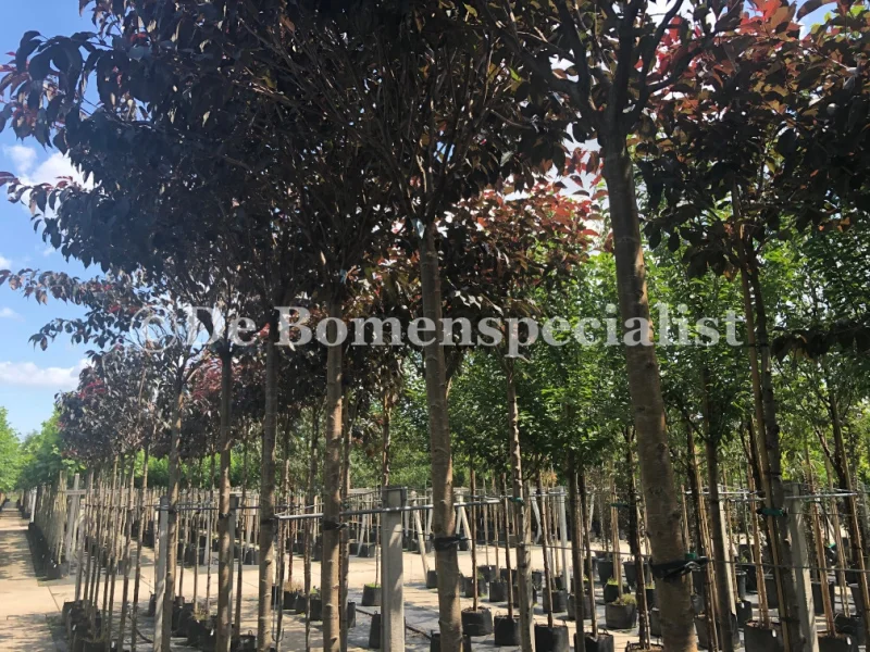 Prunus serrulata Royal Burgundy (Japanse Sierkers)-3