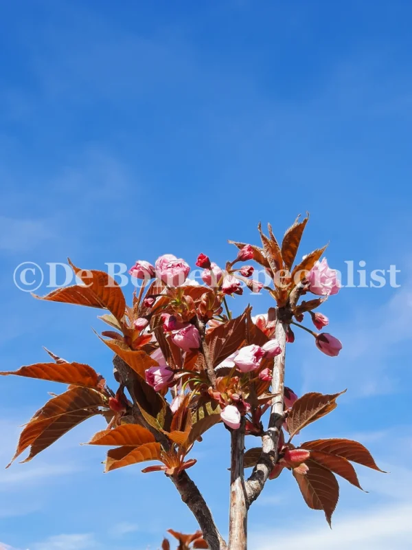 Prunus serrulata Royal Burgundy (Japanse Sierkers)-5