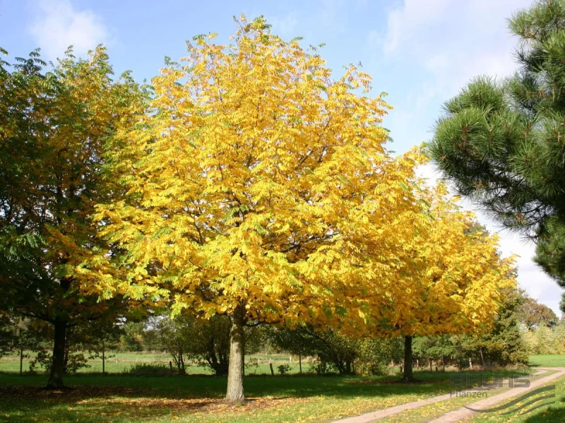 Pterocarya Fraxinifolia (Vleugelnoot)-1