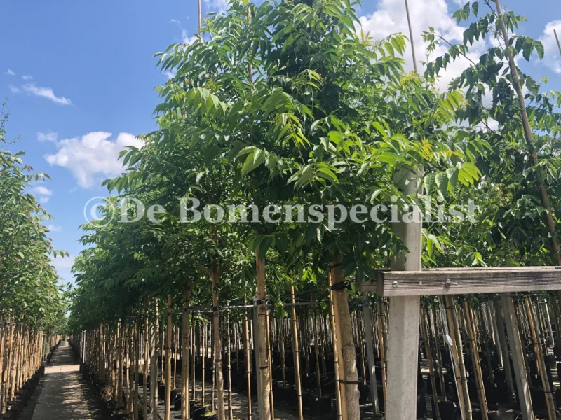 Pterocarya Fraxinifolia (Vleugelnoot)-2