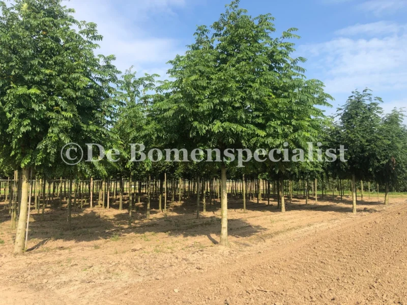 Pterocarya Fraxinifolia (Vleugelnoot)-3