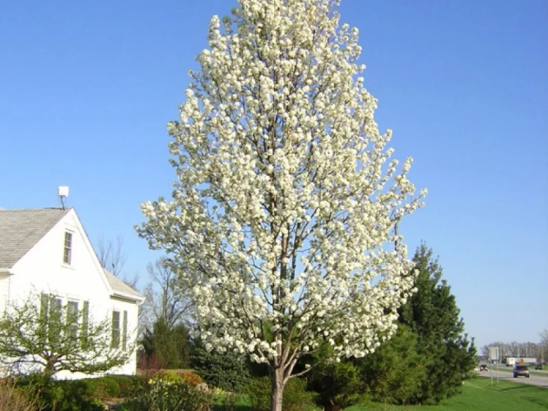Pyrus Calleryana Chanticleer (Sierpeer)-1
