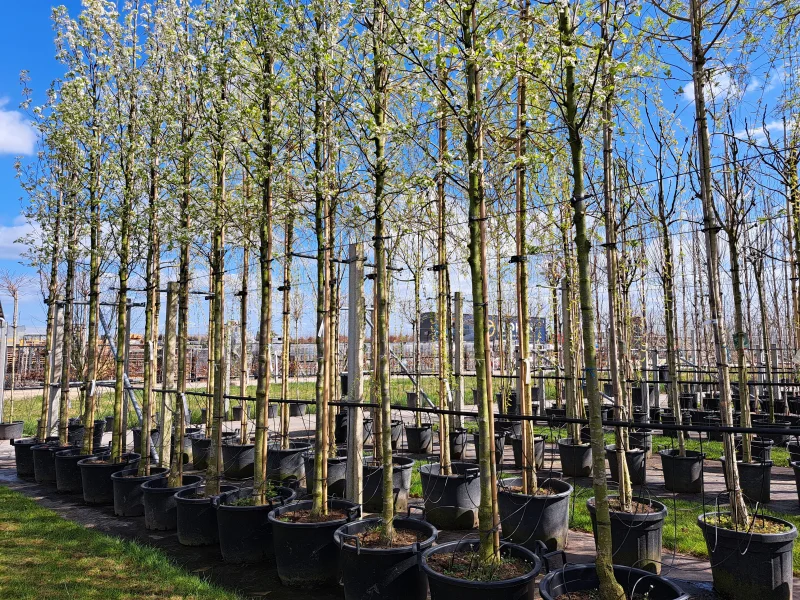 Pyrus Calleryana Chanticleer (Sierpeer)-2