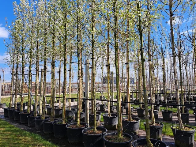 Pyrus Calleryana Chanticleer (Zierbirne)