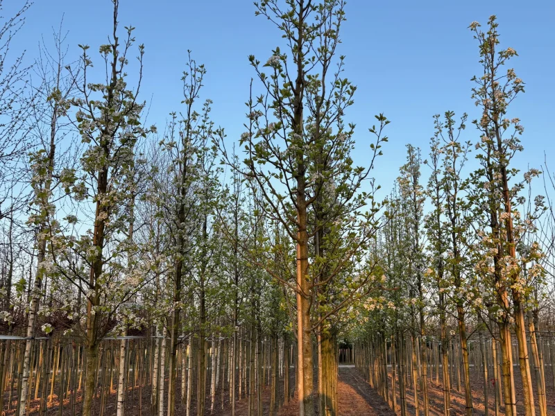 Pyrus Calleryana Chanticleer (Sierpeer)-3