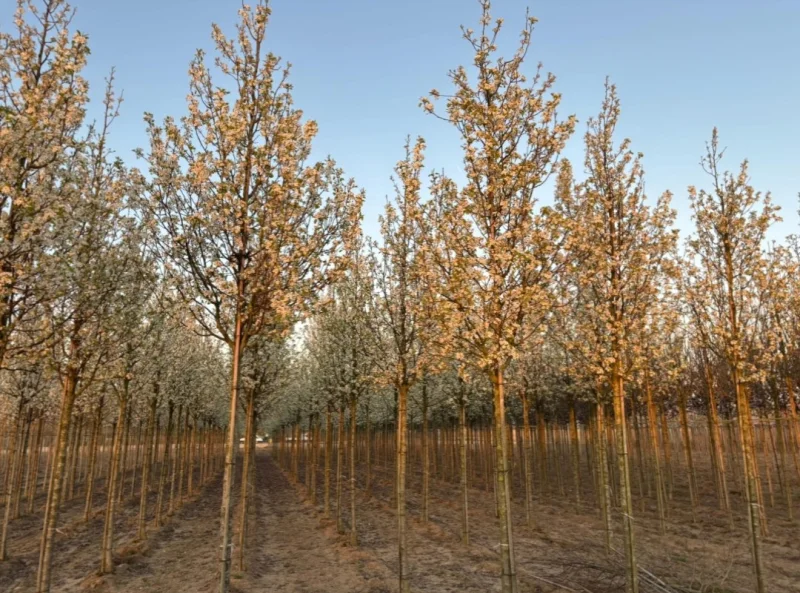 Pyrus Calleryana Chanticleer (Sierpeer)-4
