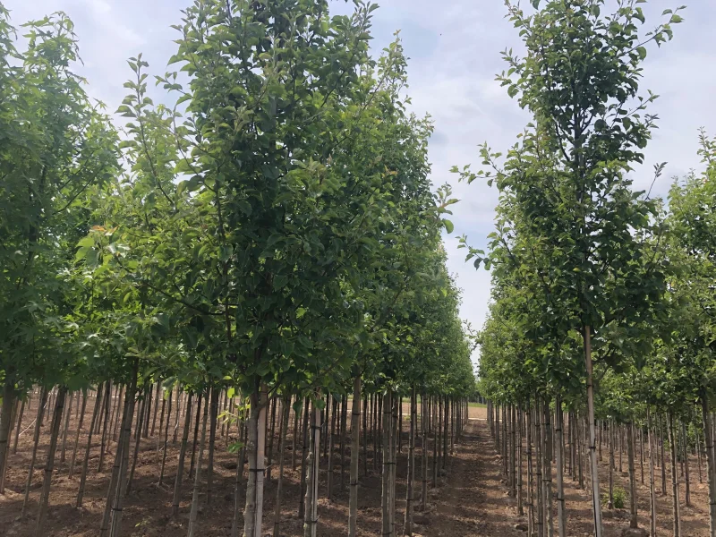 Pyrus Calleryana Chanticleer (Sierpeer)-5