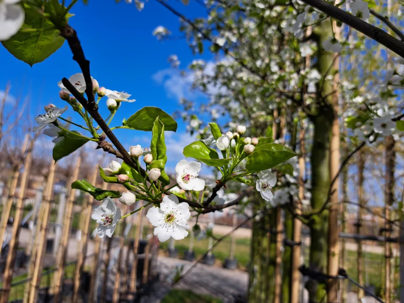 Pyrus Calleryana Chanticleer (Sierpeer)-6