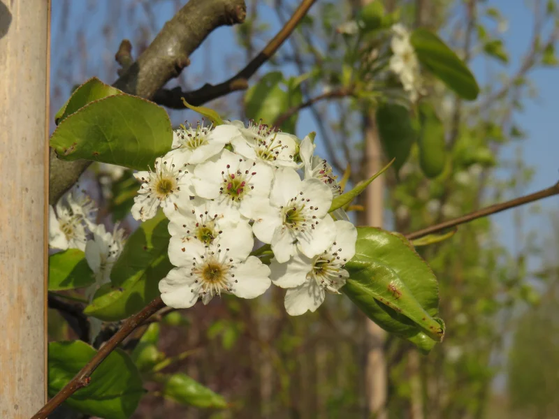 Pyrus Calleryana Chanticleer (Sierpeer)-10