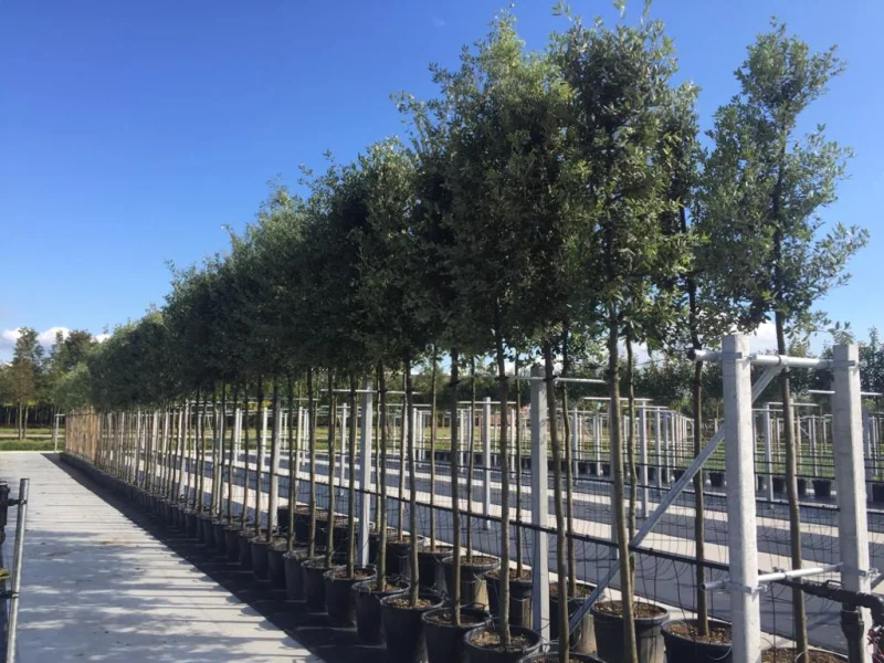 Quercus Ilex (Groenblijvende Steeneik)