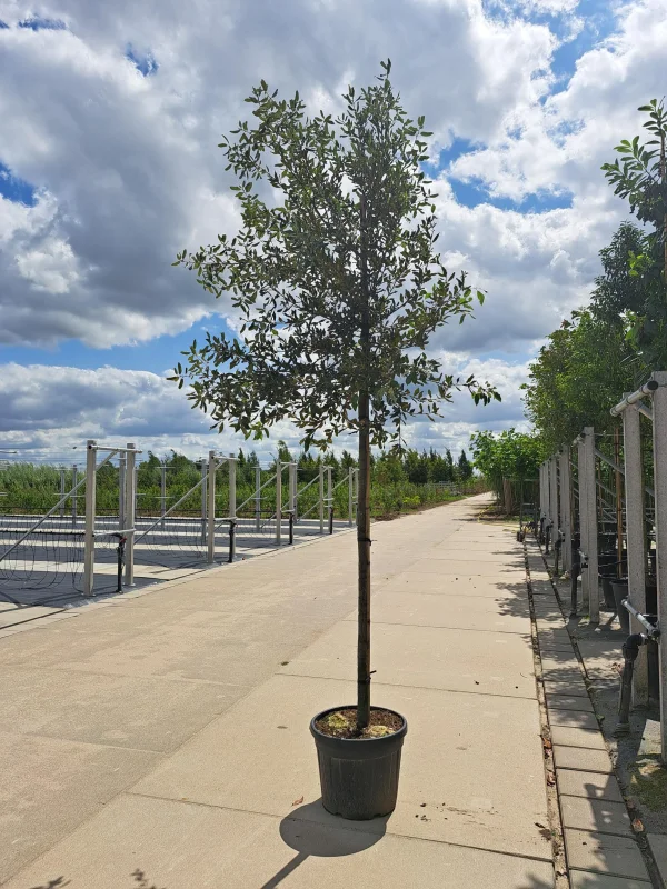 Quercus Ilex (Groenblijvende Steeneik)