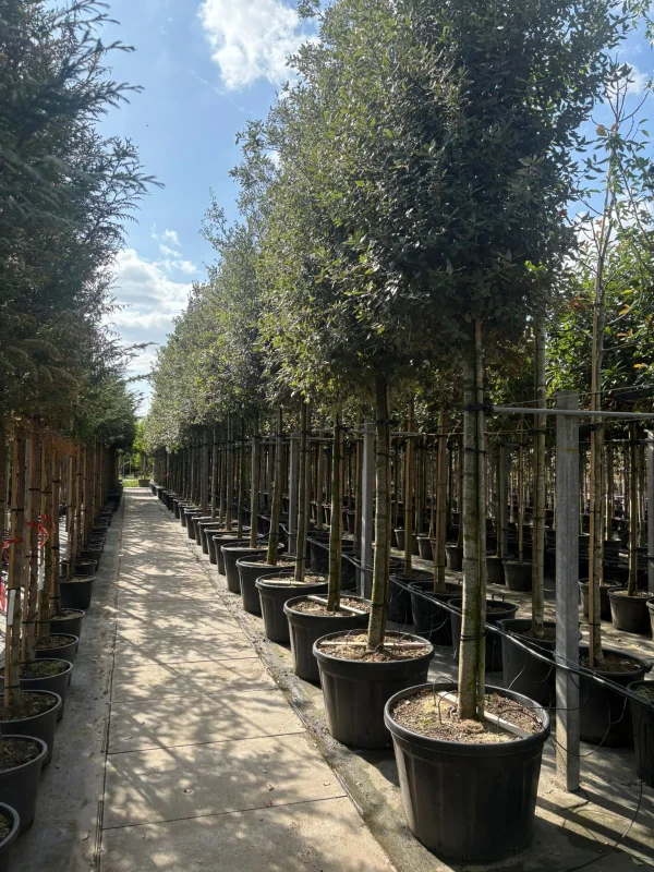 Quercus Ilex (Groenblijvende Steeneik)-3