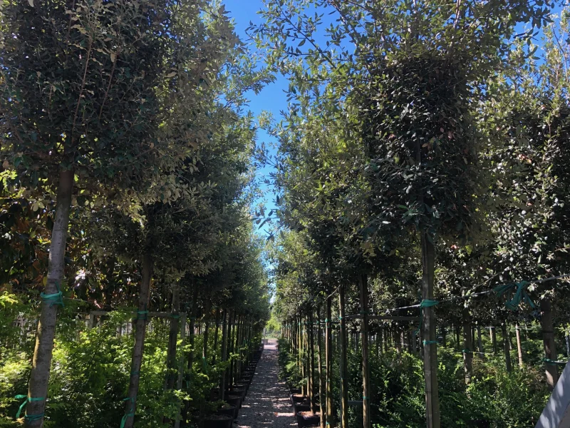 Quercus Ilex (Groenblijvende Steeneik)-4
