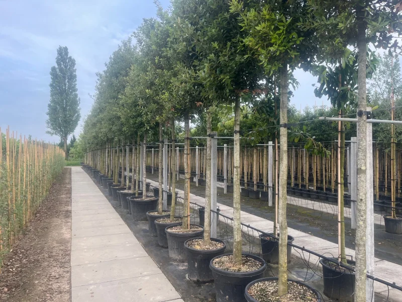 Quercus Ilex (Groenblijvende Steeneik)-5
