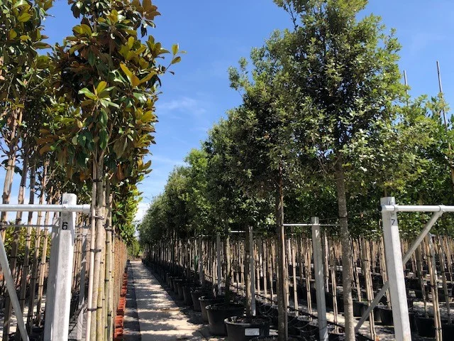 Quercus Ilex (Groenblijvende Steeneik)-6