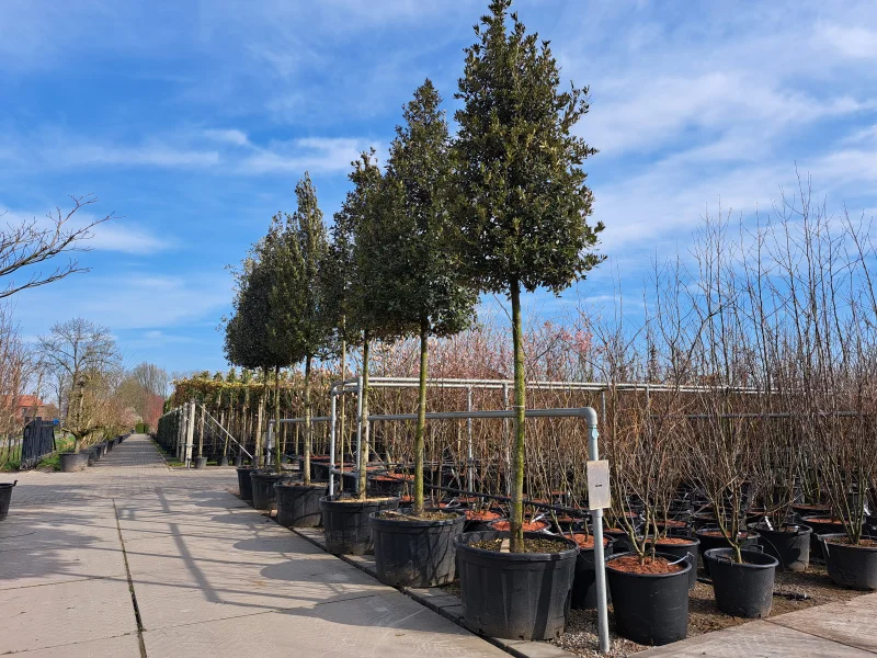Quercus Ilex (Groenblijvende Steeneik)-7