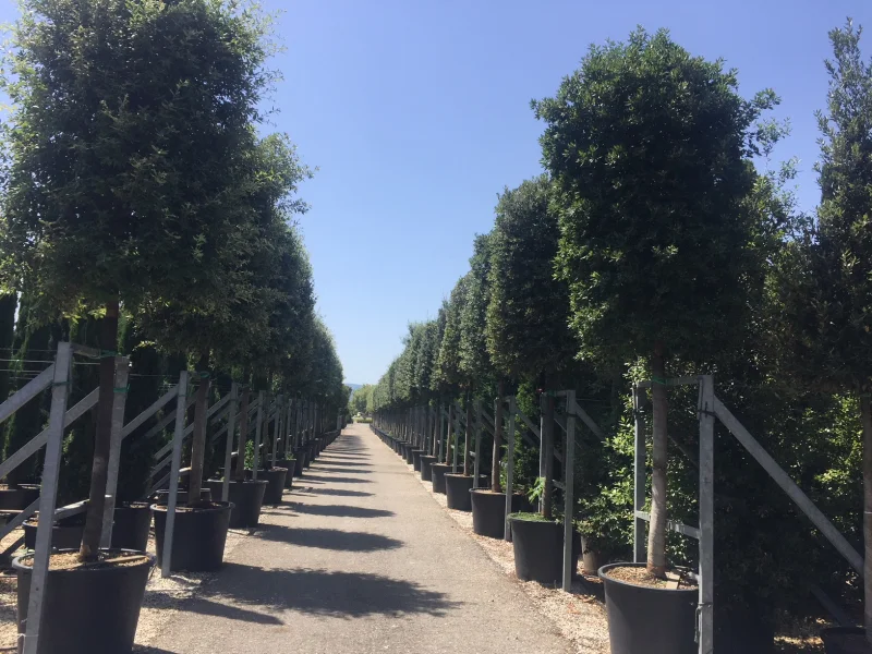 Quercus Ilex (Groenblijvende Steeneik)-8
