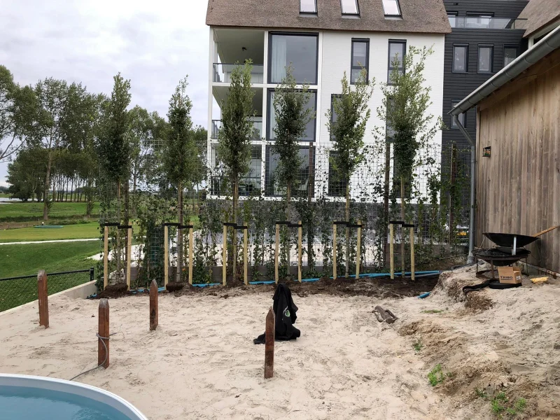 Quercus Ilex (Groenblijvende Steeneik)-9