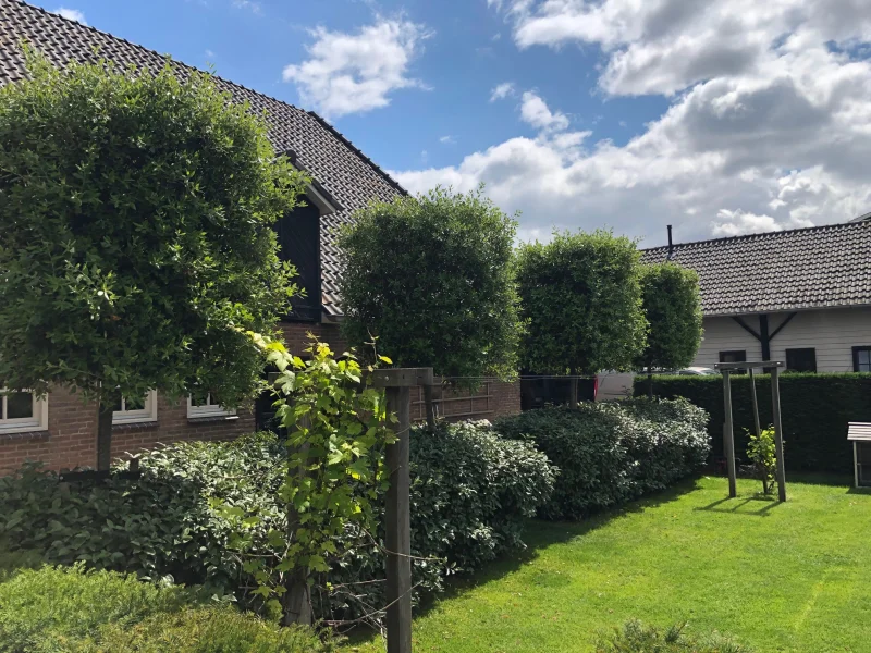 Quercus Ilex (Groenblijvende Steeneik)-10