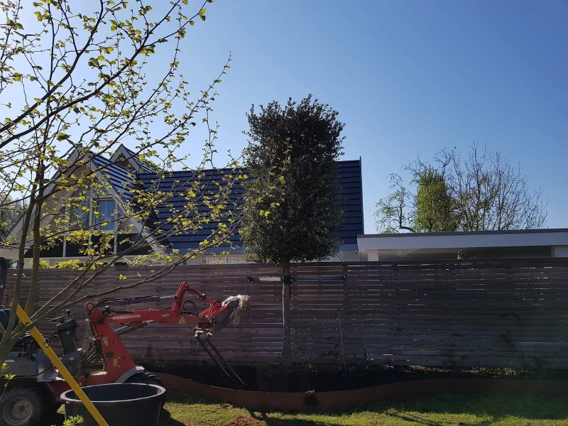 Quercus Ilex (Groenblijvende Steeneik)-11