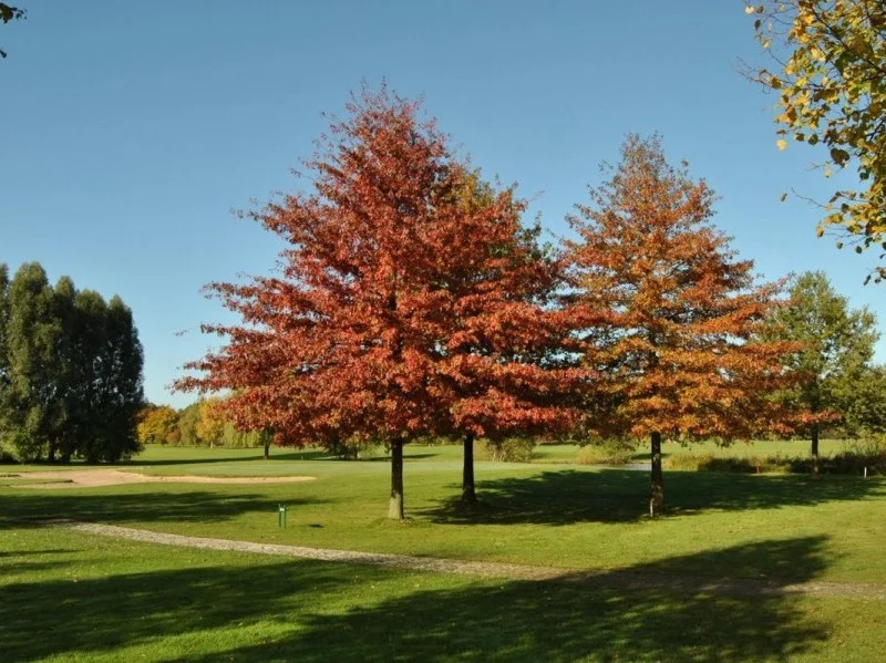 Quercus Palustris (Moeraseik)-1