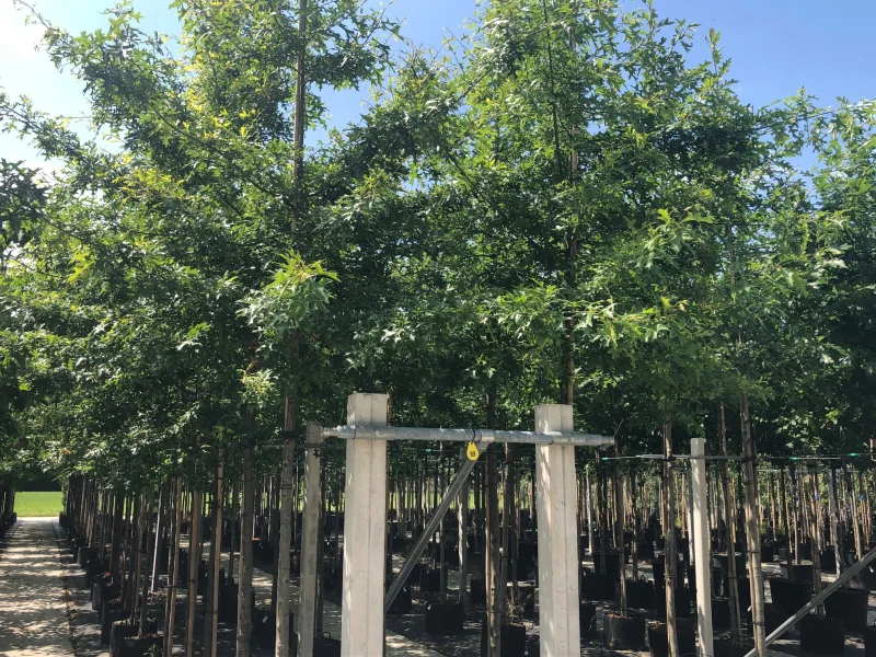 Quercus Palustris (Moeraseik)-3