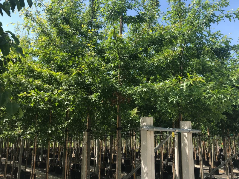 Quercus Palustris (Moeraseik)-4