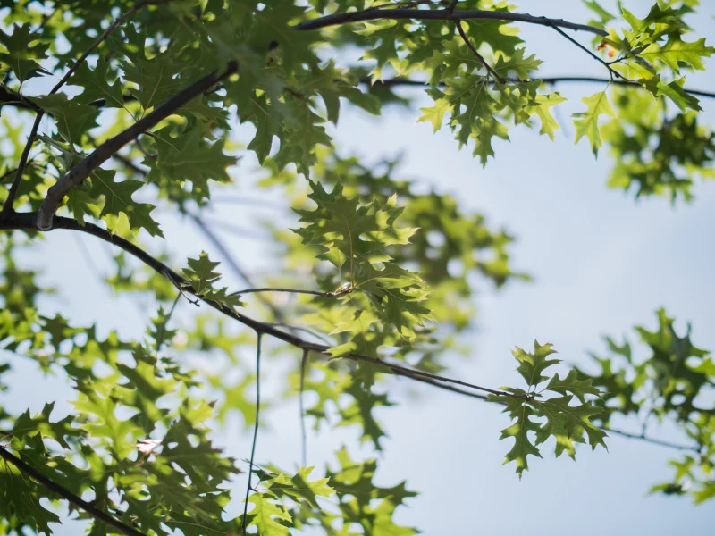 Quercus Palustris (Moeraseik)-8