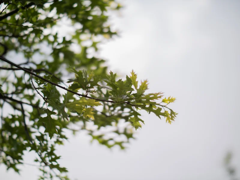 Quercus Palustris (Moeraseik)-9