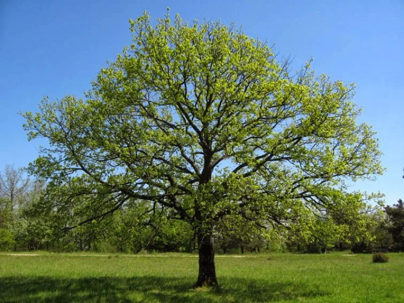 Quercus Petraea (Wintereik)-1