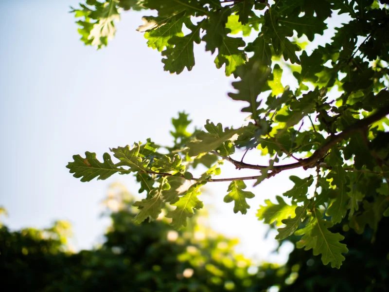 Quercus Petraea (Wintereik)-3