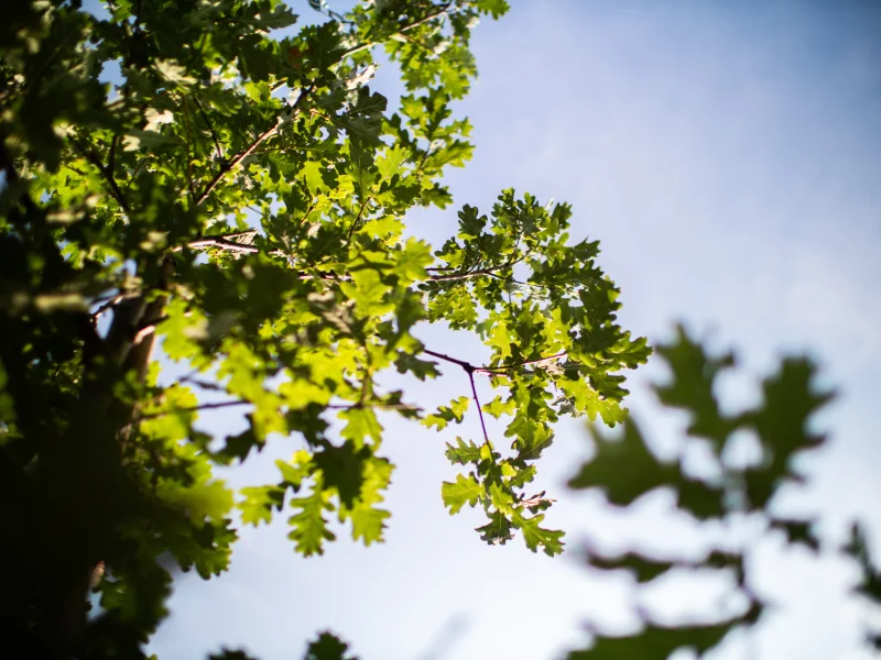 Quercus Petraea (Wintereik)-4