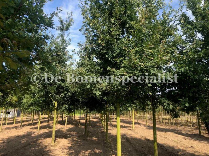 Quercus Robur (Zomereik)-1