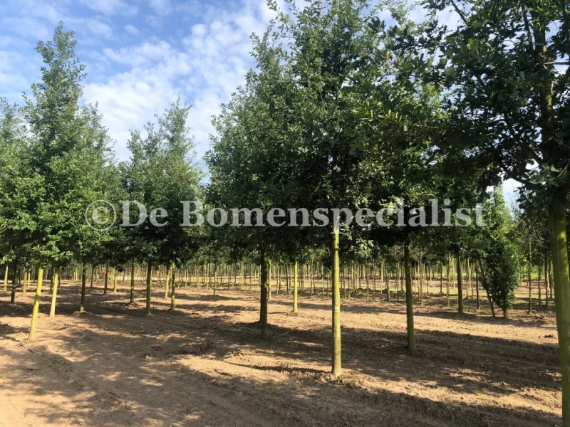 Quercus Robur (Zomereik)-2