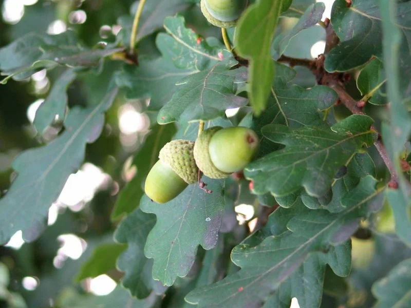 Quercus Robur (Zomereik)-4