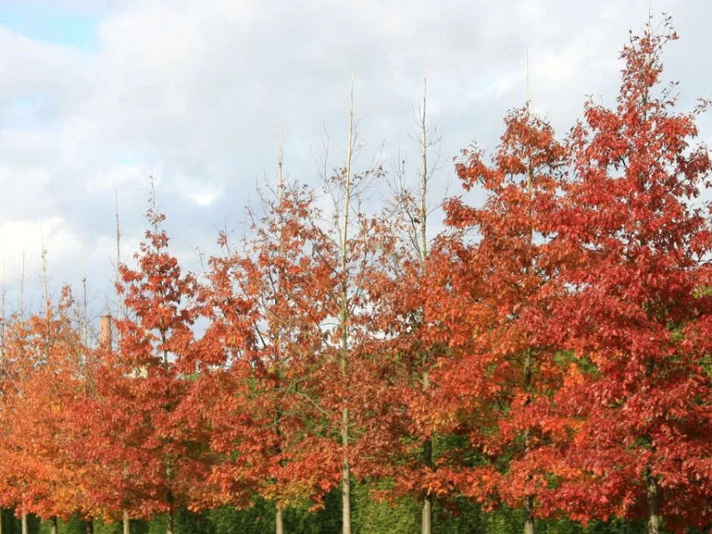Quercus Rubra (Amerikaanse Eik)-1