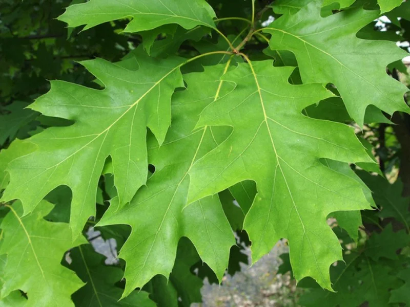 Quercus Rubra (Amerikaanse Eik)-2