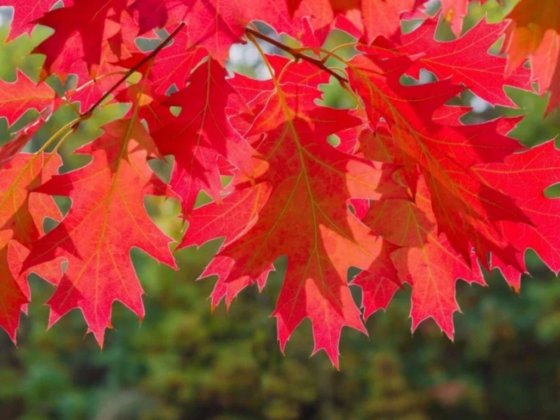 Quercus Rubra (Amerikaanse Eik)-3