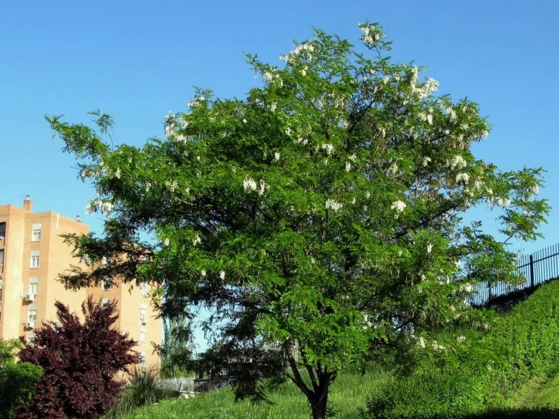 Robinia Pseudoacacia Bessoniana (Acacia)-2